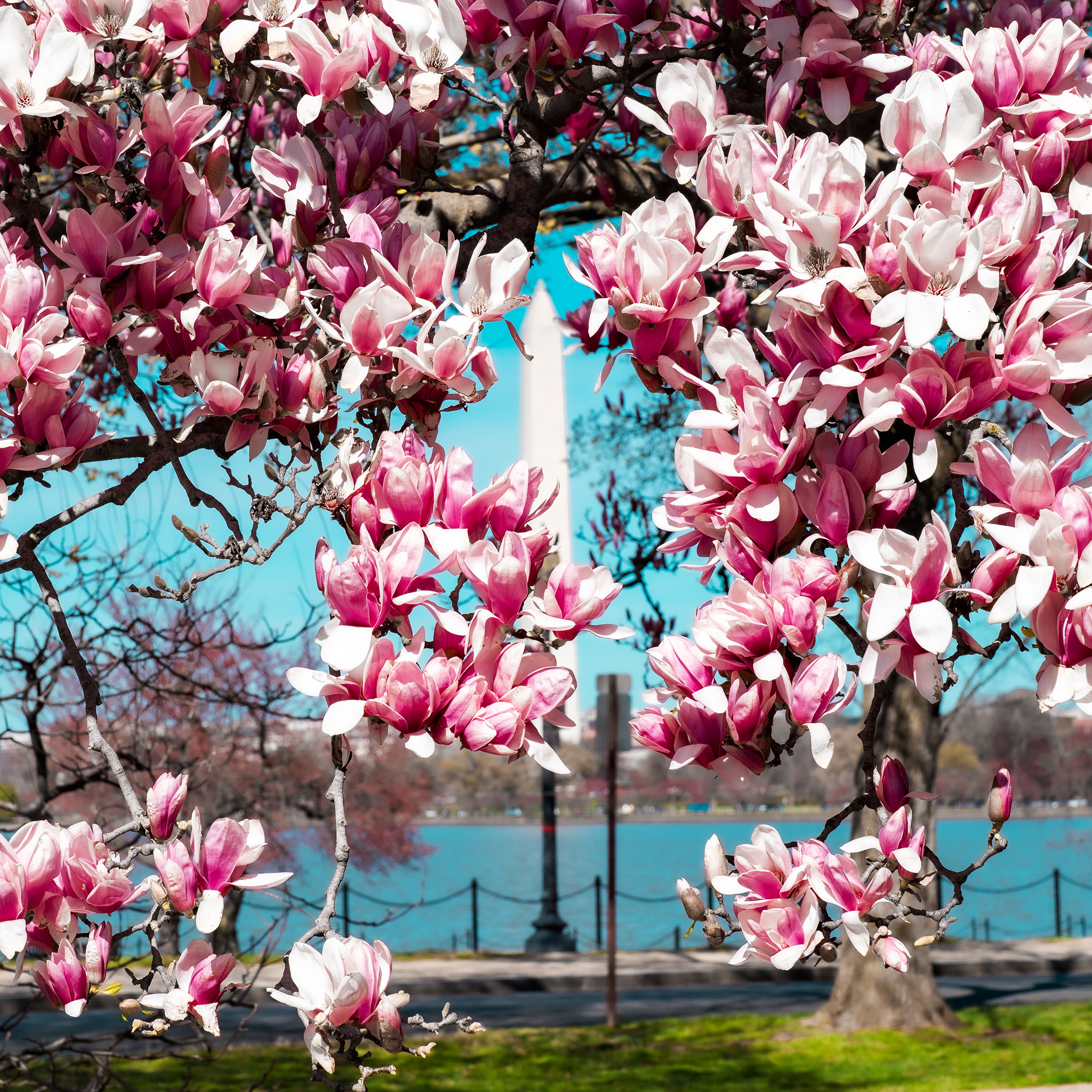 Monument with Magnolias
