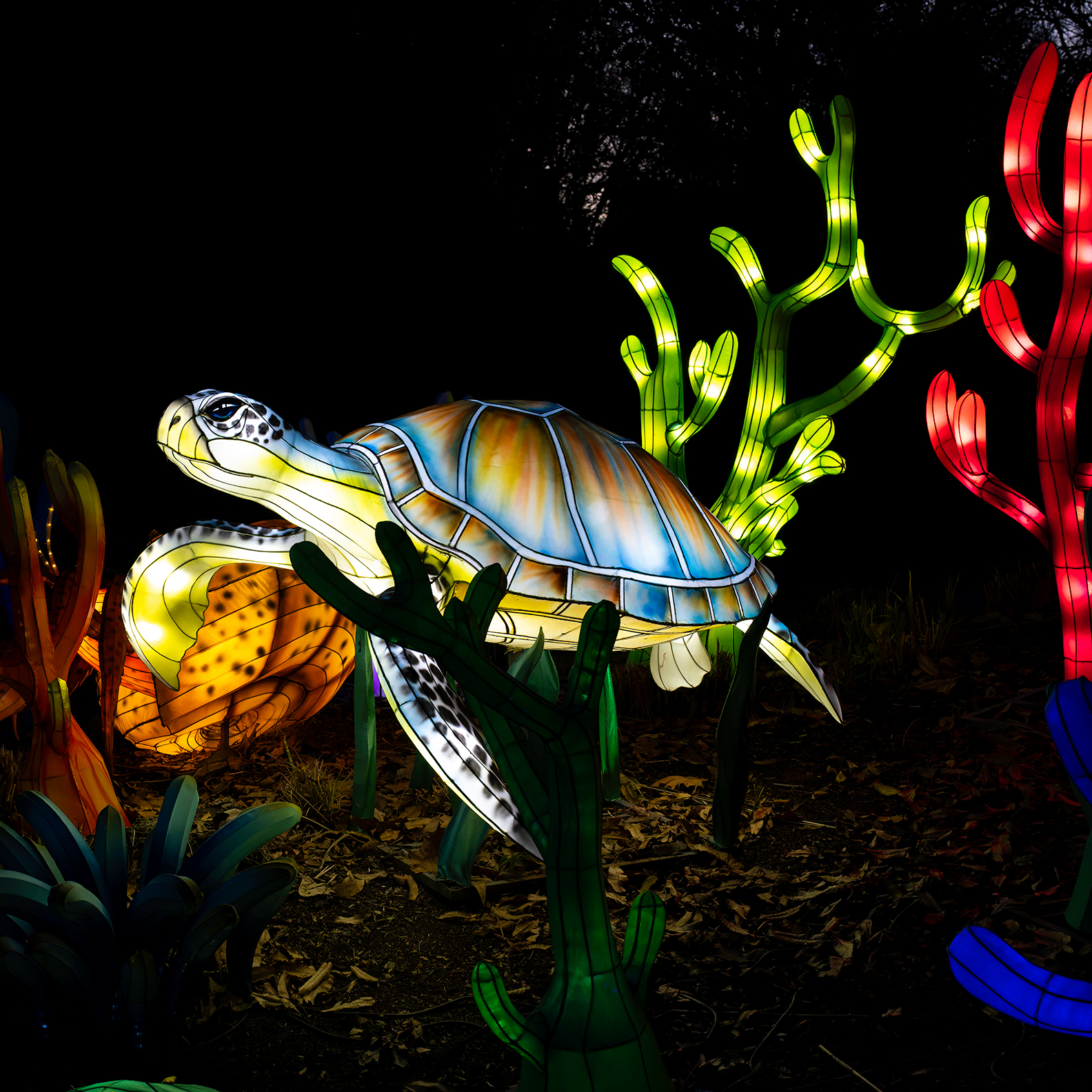 Zoo Lights