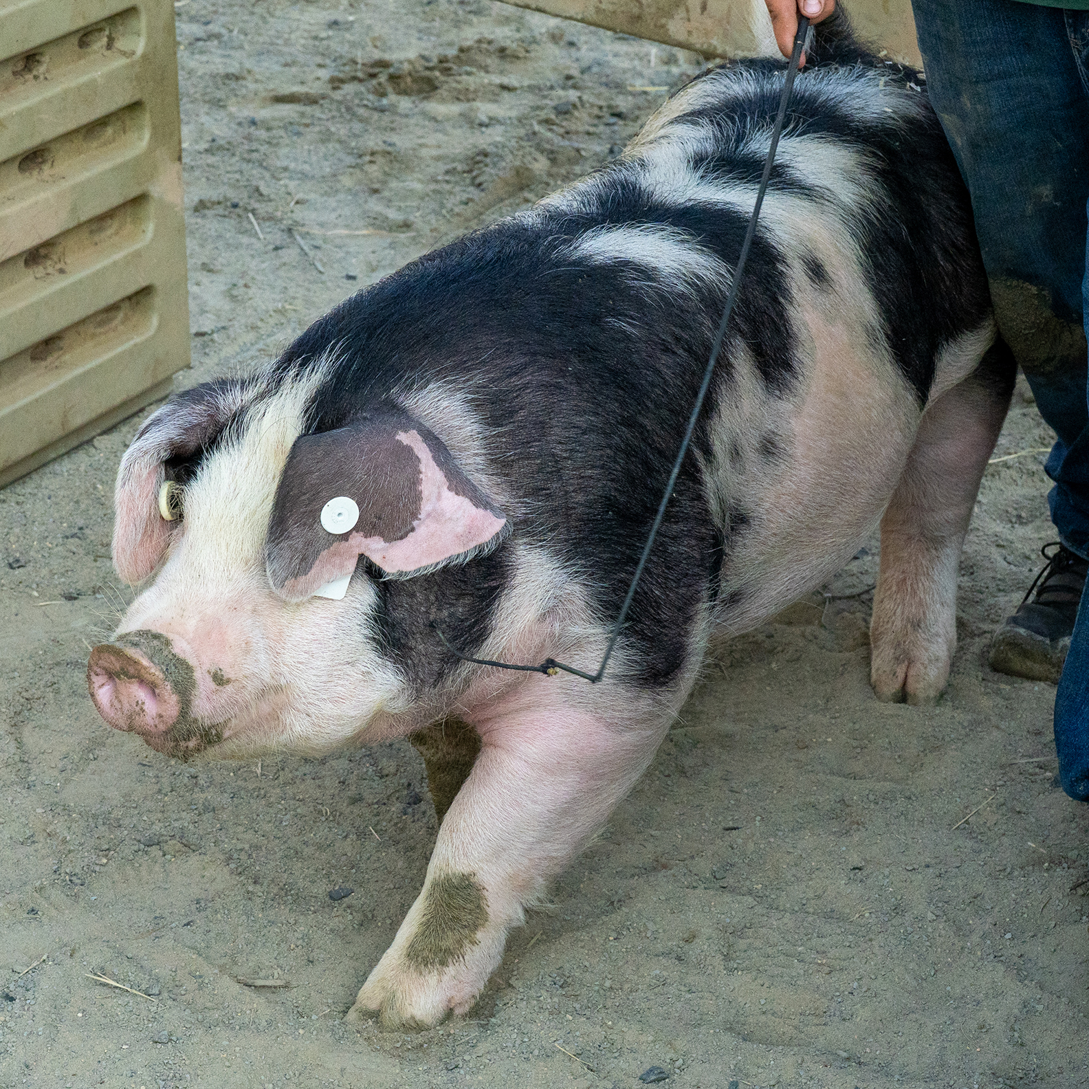 Loudoun County Fair 2025