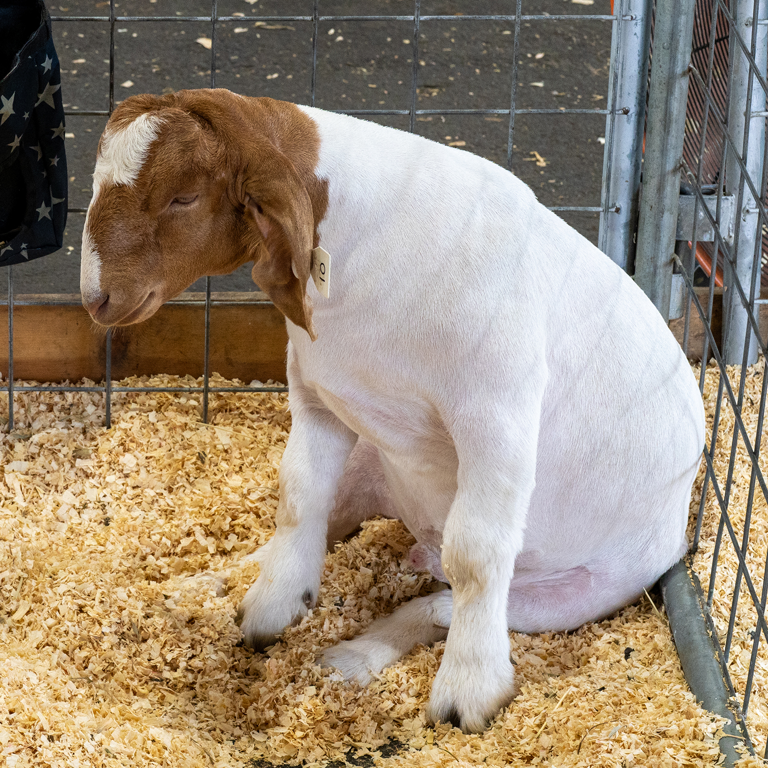 Loudoun County Fair 2025