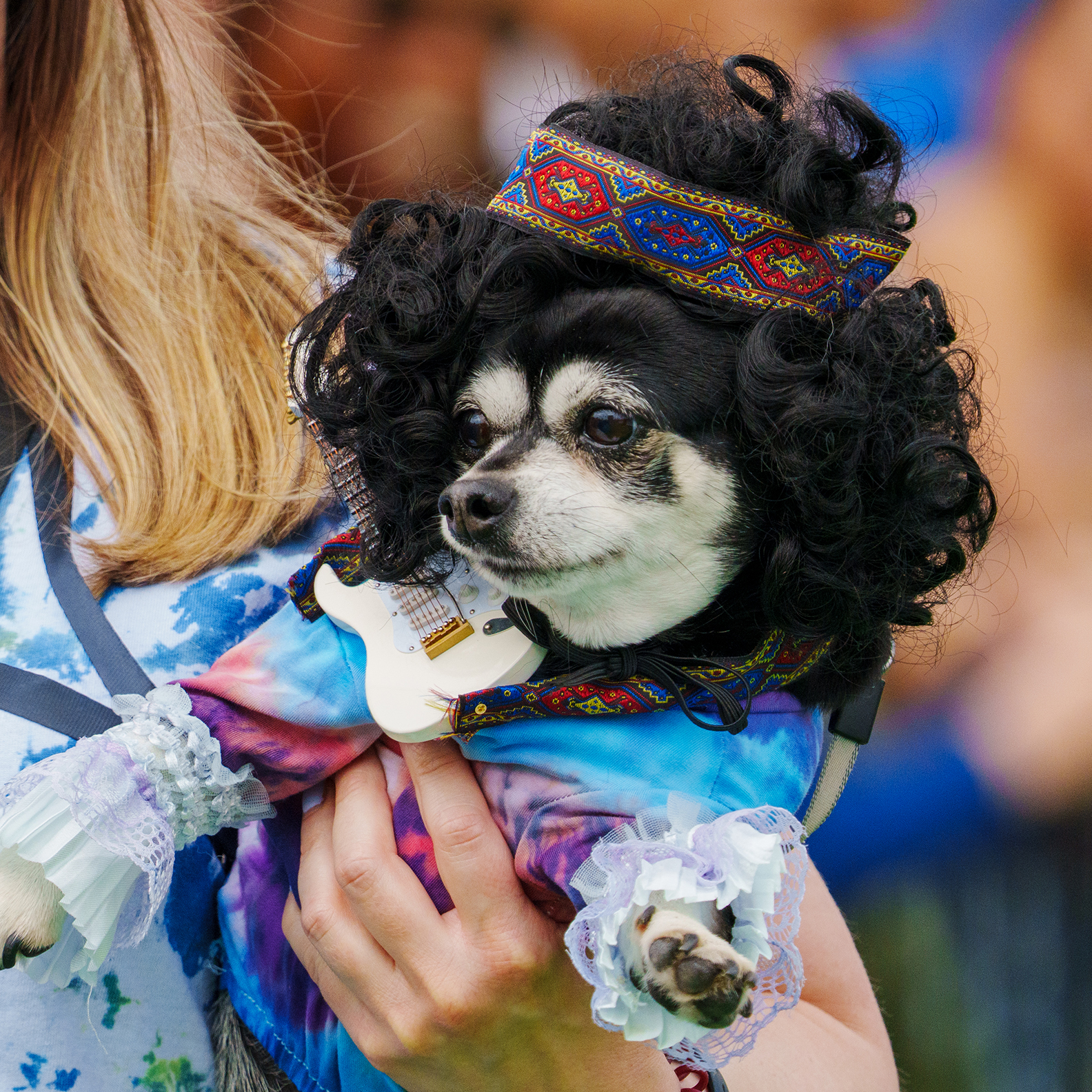 Running of the Chihuahuas