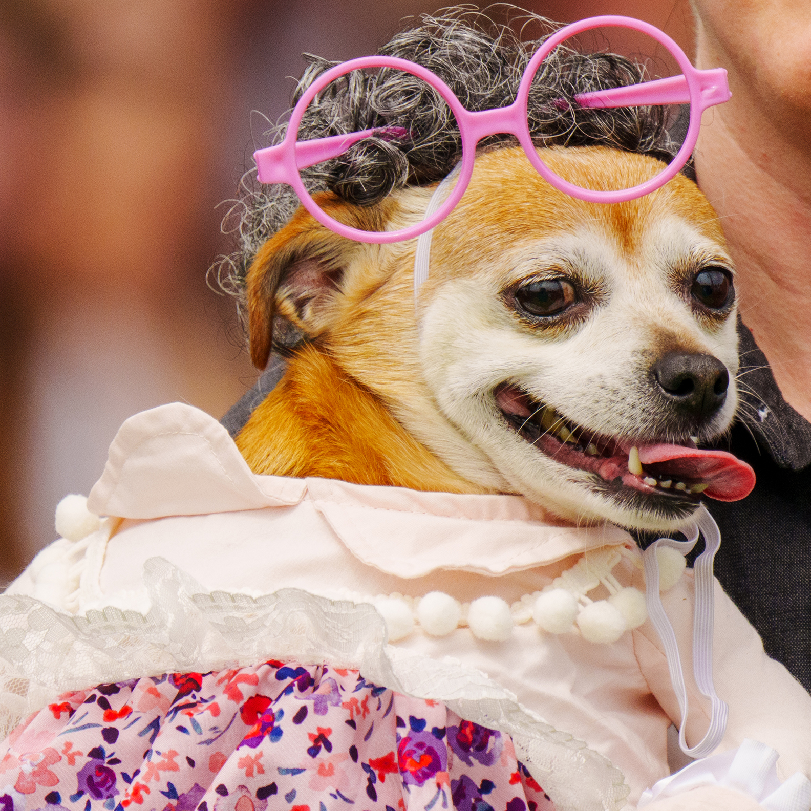 Running of the Chihuahuas