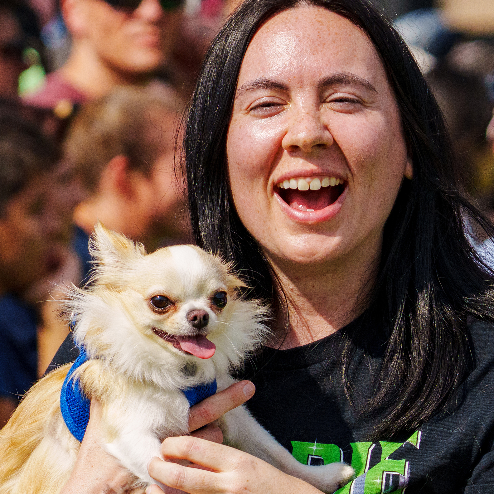 Running of the Chihuahuas