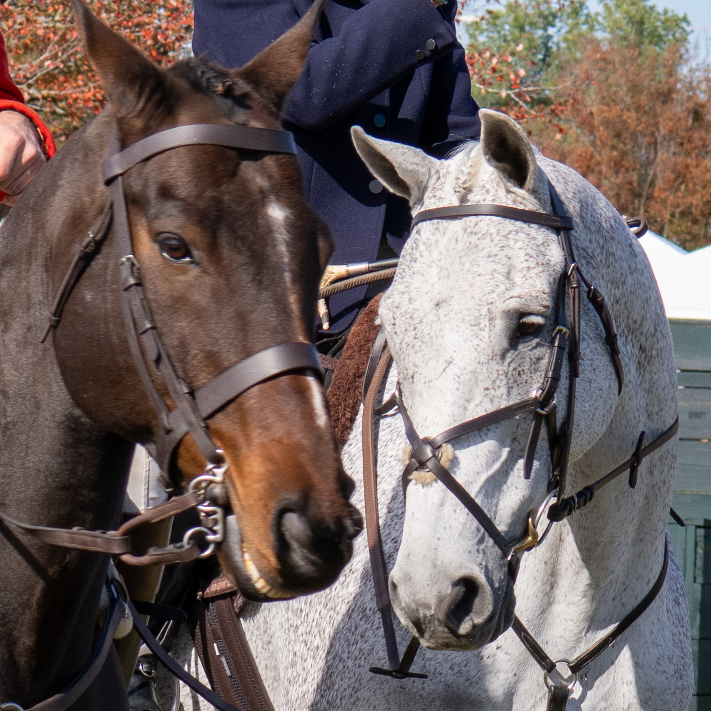 International Gold Cup