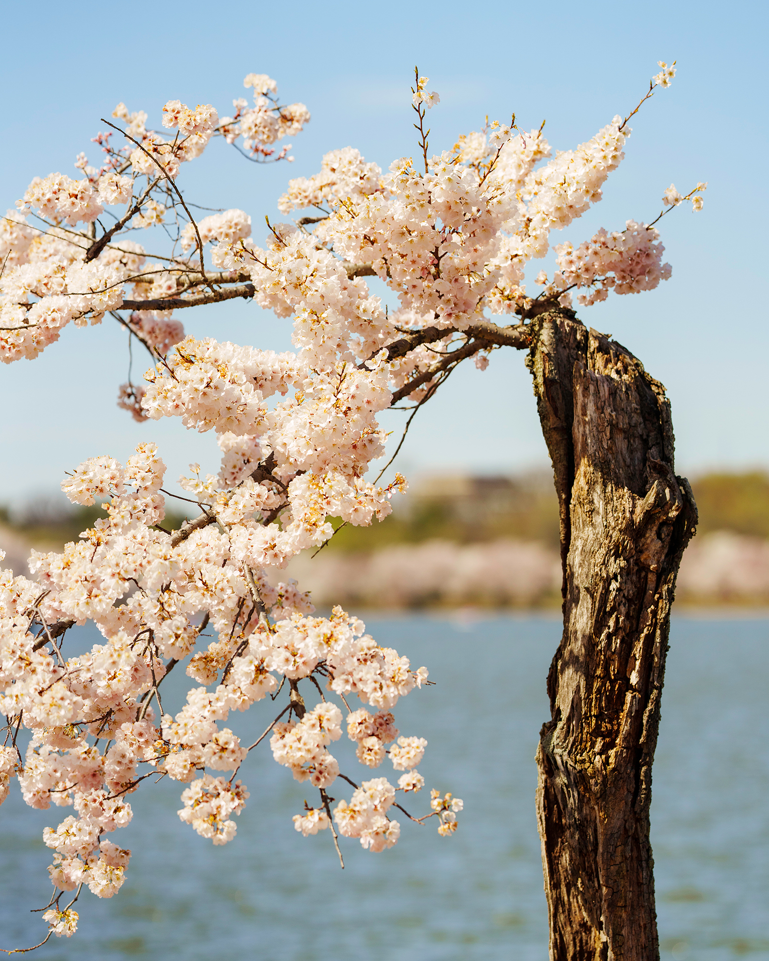 Stumpy Cherry Tree
