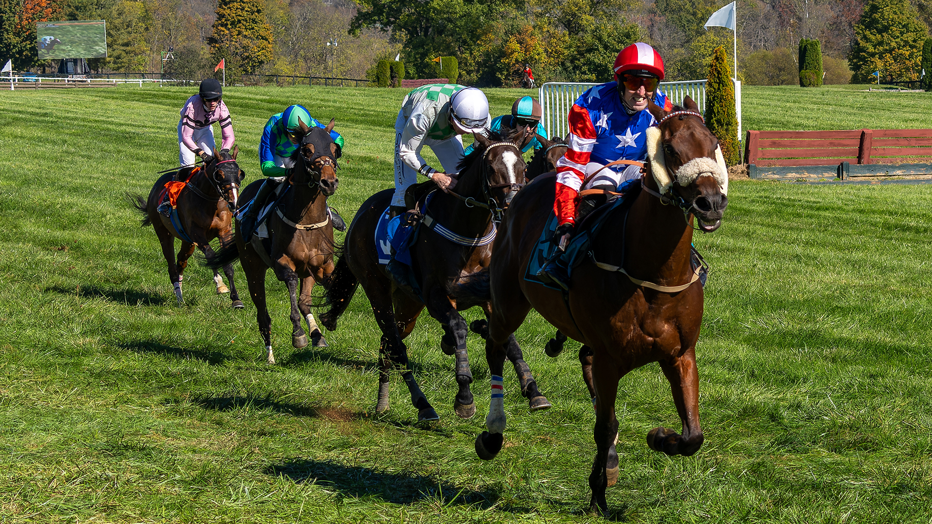 Horses on the course at the International Gold Cup