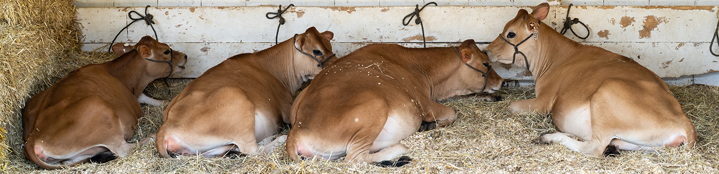 Loudoun County Fair 2025