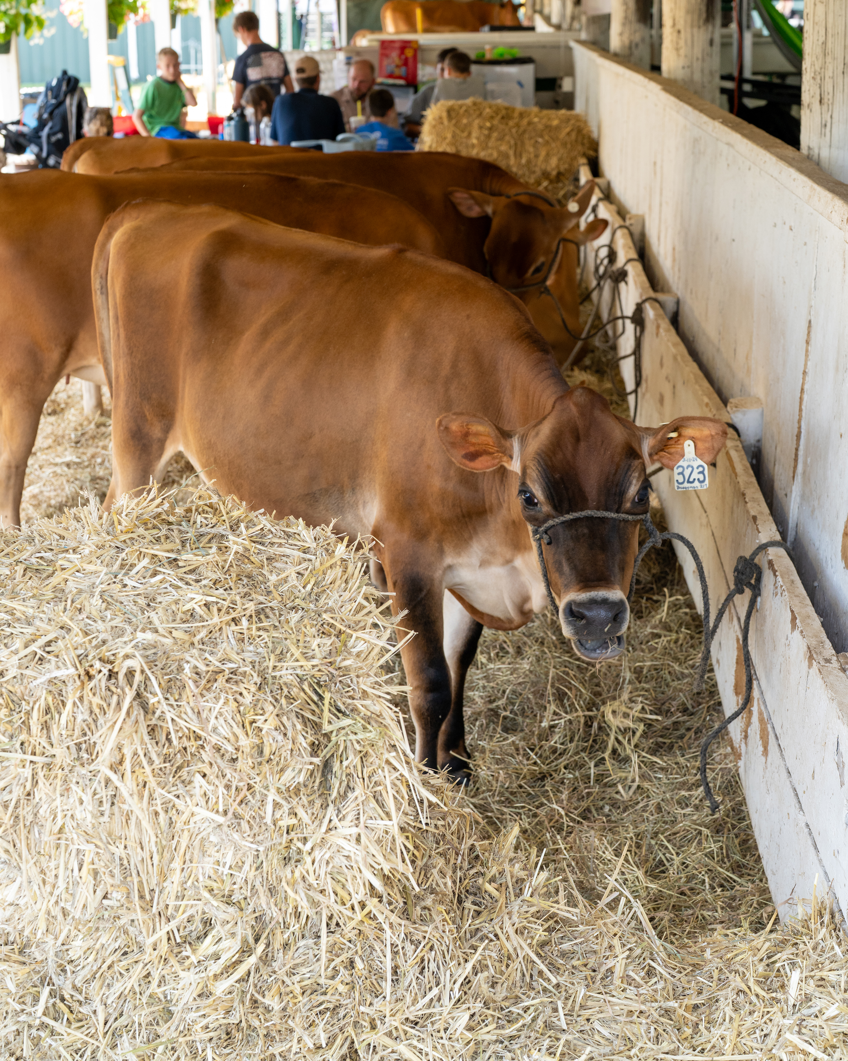 Loudoun County Fair 2025
