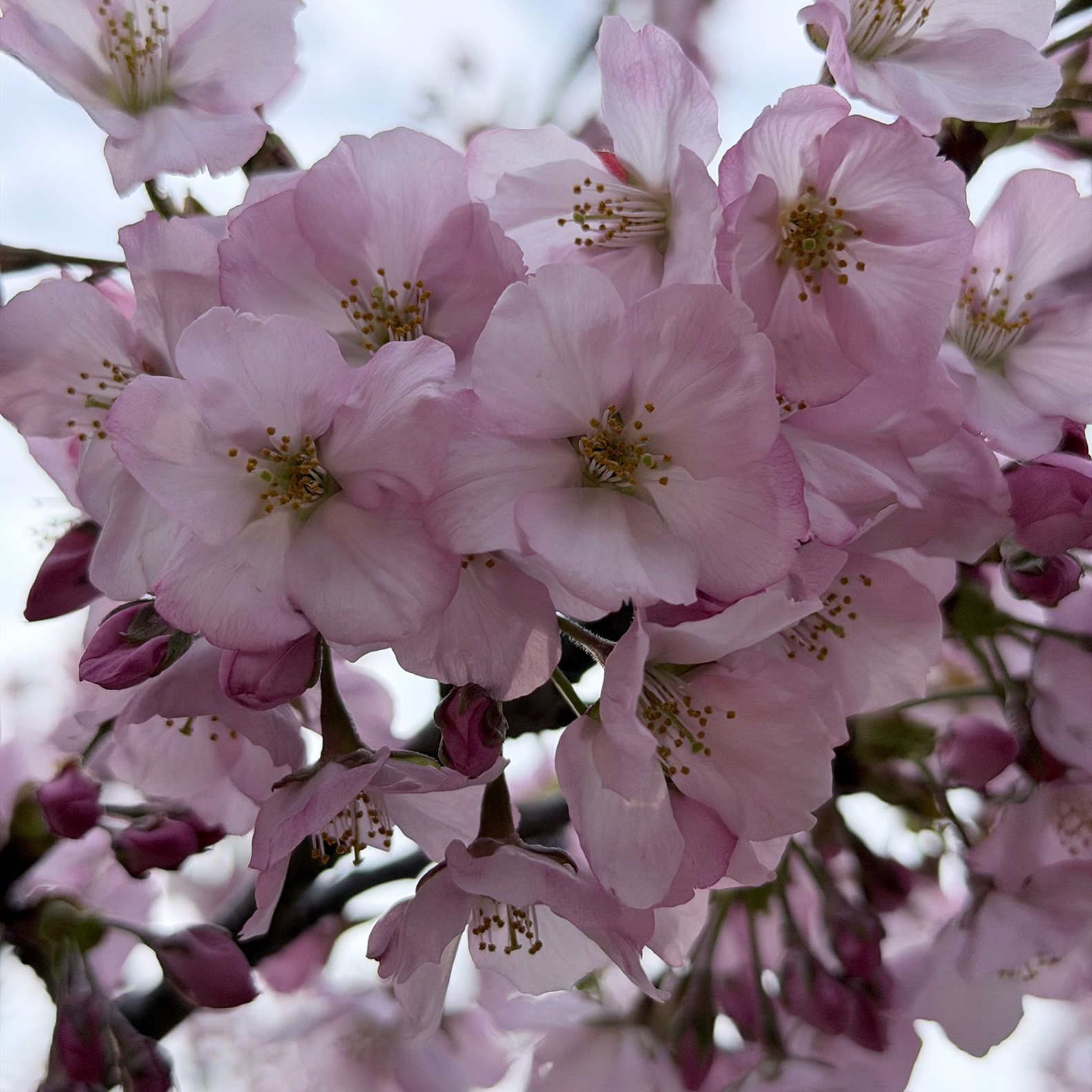 Pink Cherry Blossoms