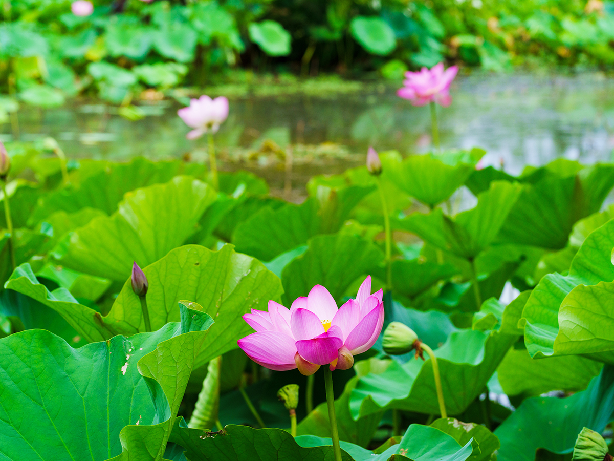 Kenilworth Aquatic Gardens Lotus and Water Lily Festival