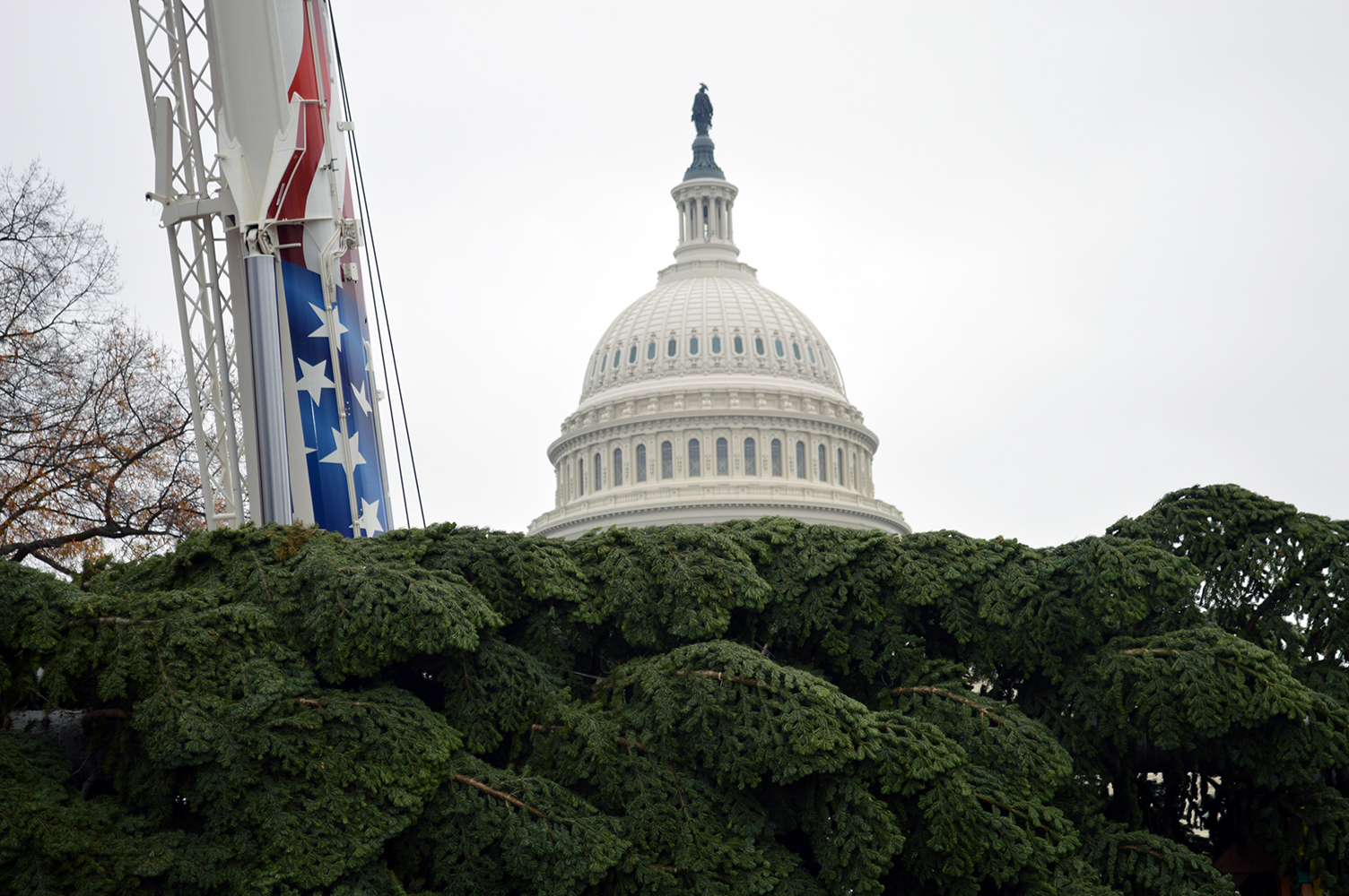 US Capitol Christmas Tree