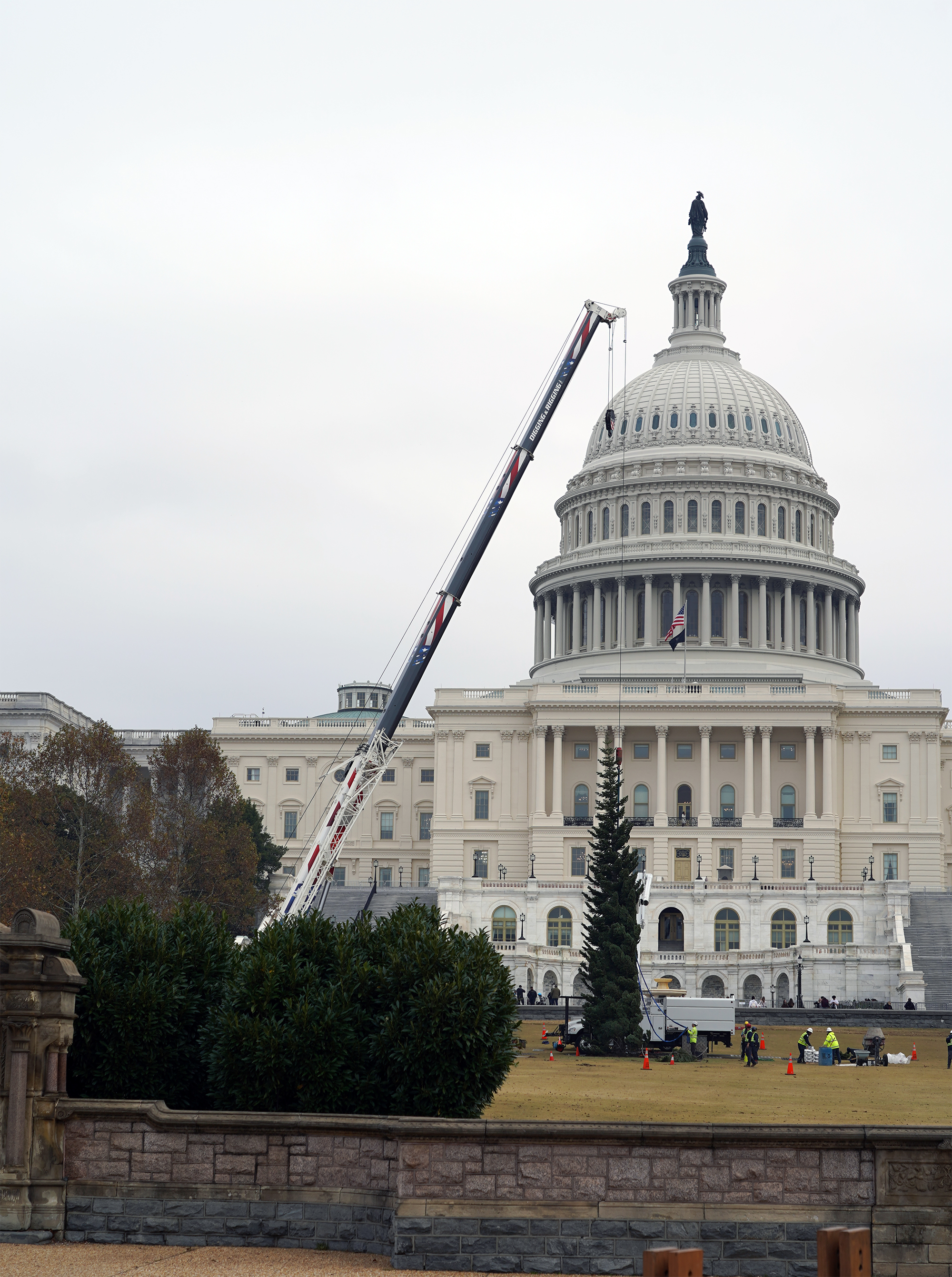US Capitol Christmas Tree